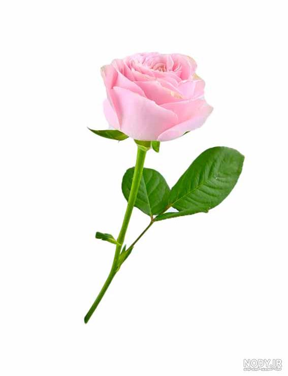 عکس گل رز برای پروفایل تلگرام و اینستاگرام • مجله تصویر زندگی
