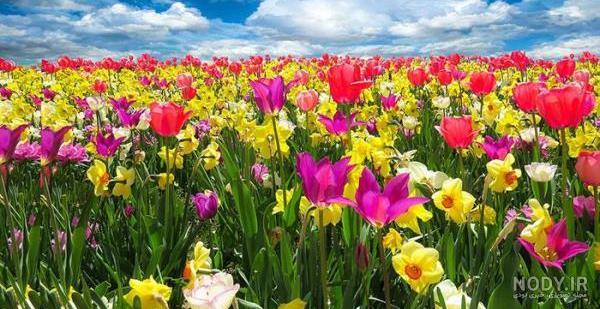 عکس گل رز برای پروفایل تلگرام و اینستاگرام • مجله تصویر زندگی