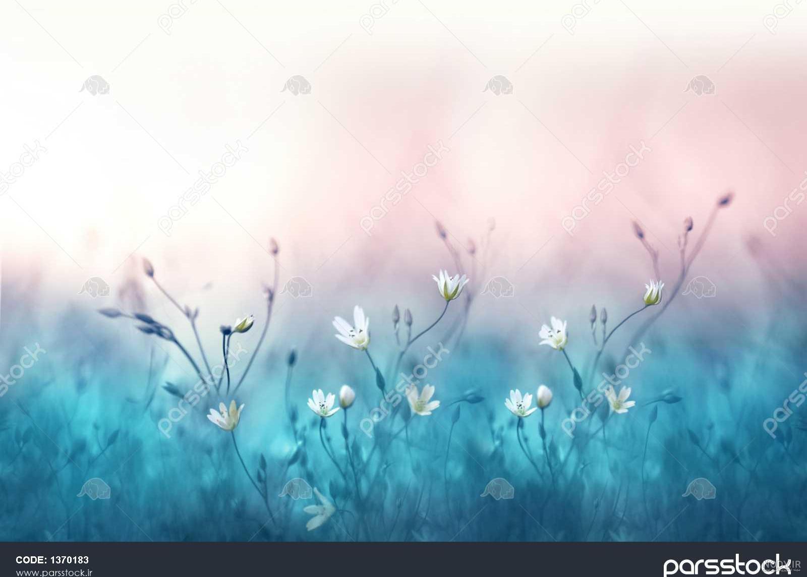 عکس گل رز تصویر زمینه - عکس نودی