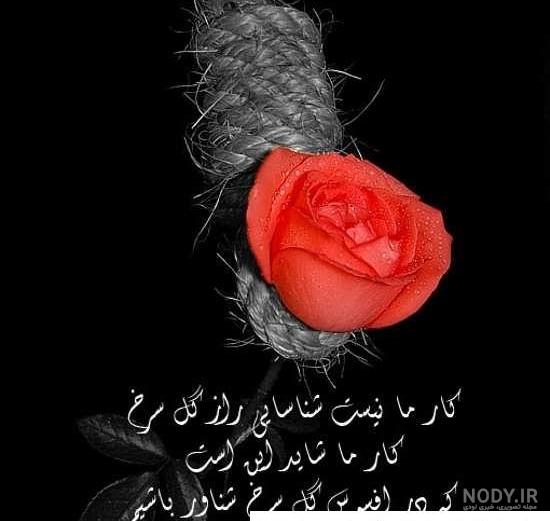 عکس گل رز غمگین ❤️ [ بهترین تصاویر ]