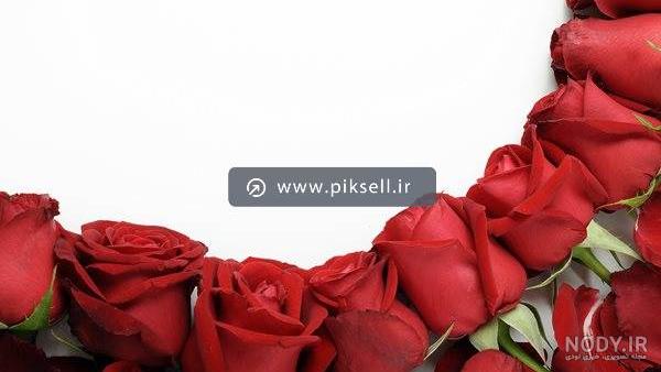 عکس گل رز هلندی سفید و سیاه و زیبا و قرمز عاشقانه 1402 و 2023
