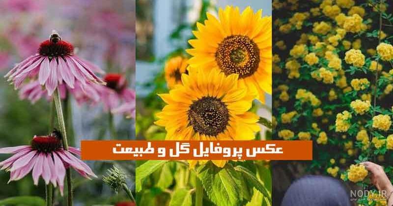 عکس گل طبیعت برای پروفایل عکس گل طبیعت برای پروفایل