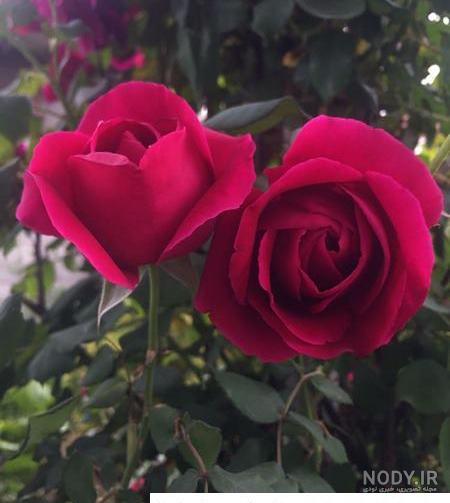 عکس گل و طبیعت برای پروفایل عکس گل و طبیعت برای پروفایل