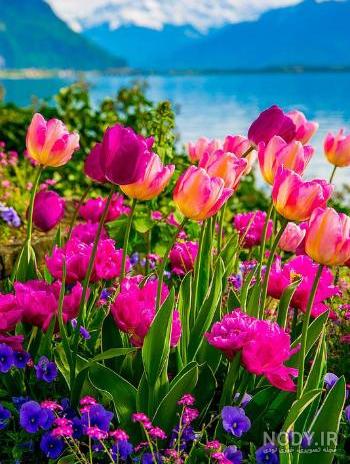 عکس گل 1403 | عکس گل بسیار زیبا برای پروفایل شاد | عکس گل برای پروفایل