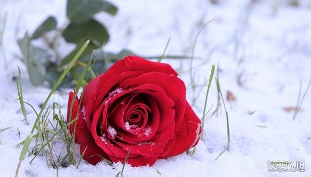 عکس گل لاله قرمز و سفید