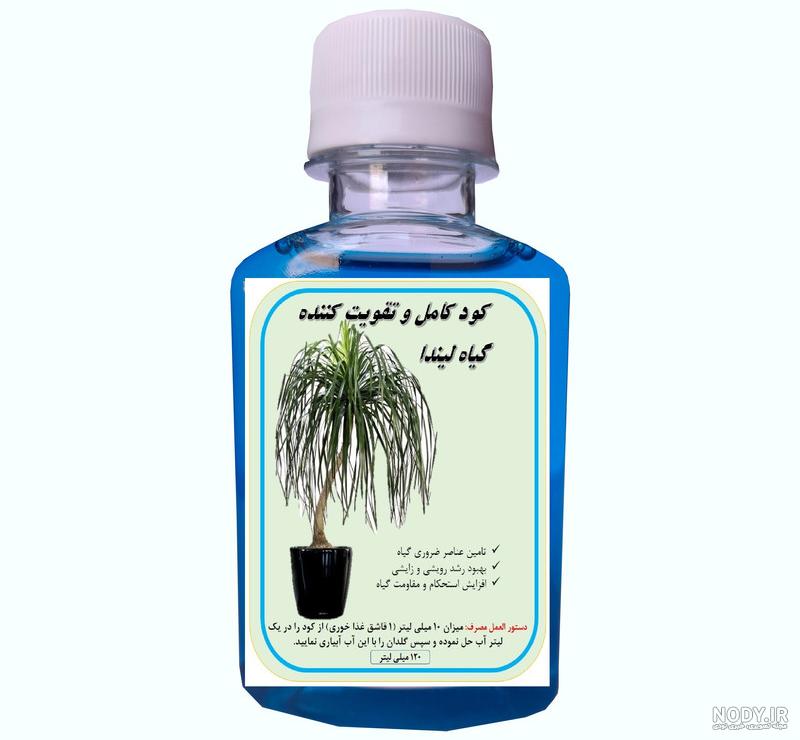 عکس گل لیندا بزرگ