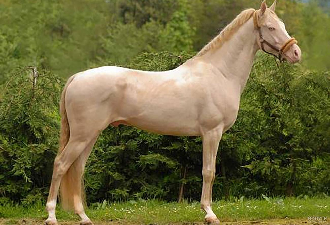 قیمت اسب پونی پاکوتاه در ایران قیمت اسب پونی پاکوتاه در ایران