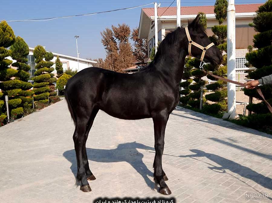 مجموعه ای از زیباترین اسب ها - اسب های بسیار زیبا و قشنگ مجموعه ای از زیباترین اسب ها - اسب های بسیار زیبا و قشنگ