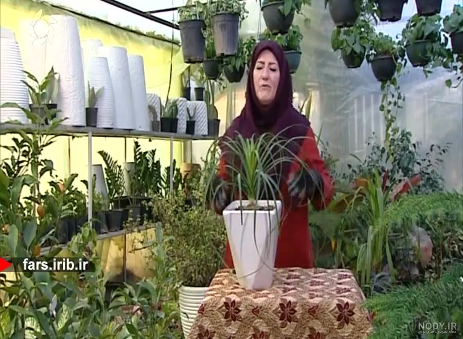 معرفی و شرایط نگهداری گیاه لیندا - ایران درخت