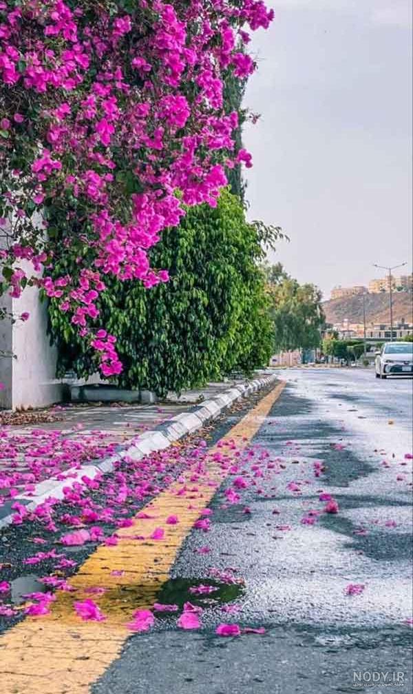 منظره زیبا ؛ ۳۳ عکس فوق العاده و چشم نواز از طبیعت - ستاره منظره زیبا ؛ ۳۳ عکس فوق العاده و چشم نواز از طبیعت - ستاره