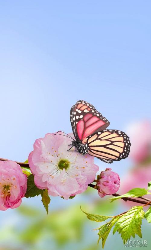 موبایل - تصاویر پس زمینه