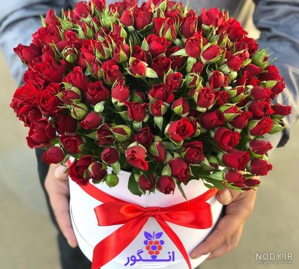 نخل لیندا و آنچه در مورد نگهداری آن باید بدانید |گُل‌سِتان