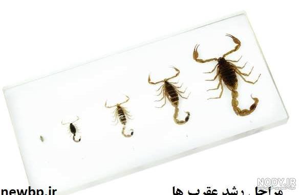 کژدم - ویکی‌پدیا، دانشنامهٔ آزاد