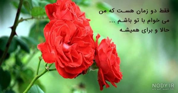 گالری عکس پروفایل گل عاشقانه؛ عکس نوشته هایی جذاب و دیدنی - ستاره گالری عکس پروفایل گل عاشقانه؛ عکس نوشته هایی جذاب و دیدنی - ستاره