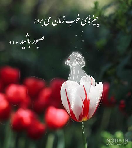 گالری عکس گل رز صورتی عاشقانه و زیبا برای پروفایل با کیفیت بالا