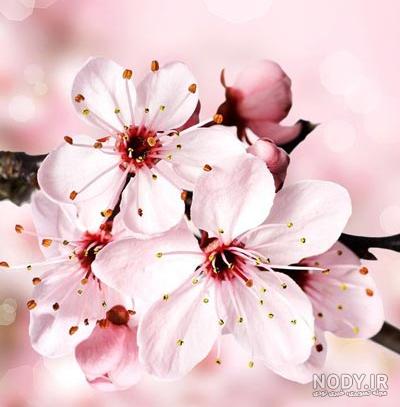 گل پسزمینه عکس پروفایل‎ | ‎بوی بهار🌸🌸🌸🌸‎ | Instagram