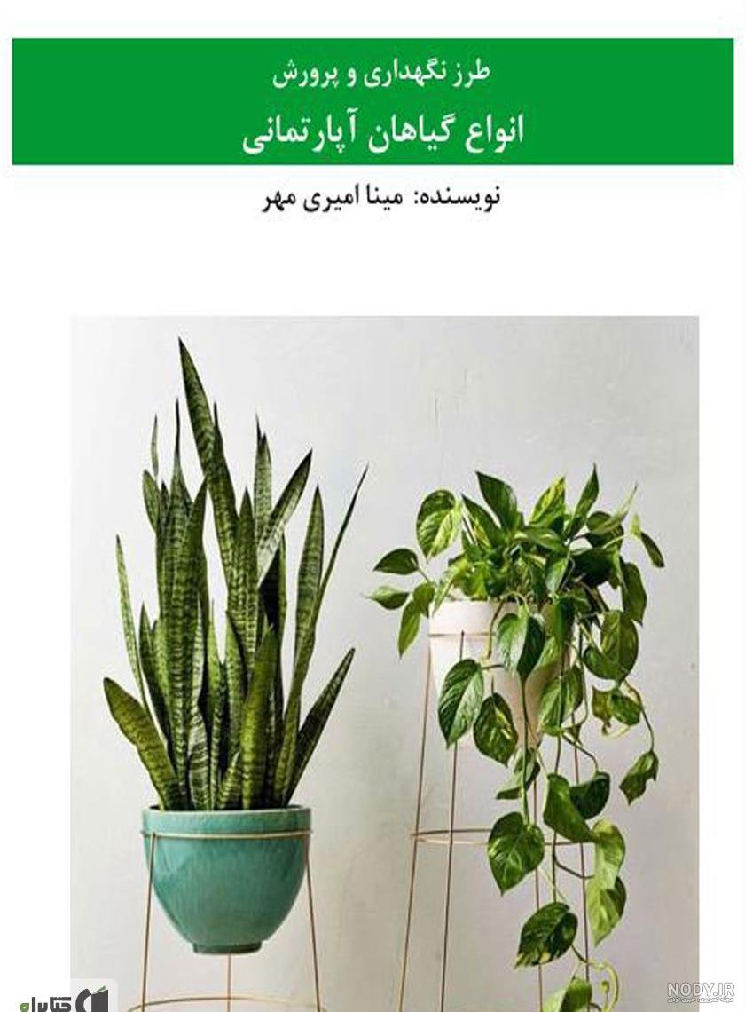 گیاه لیندا ، گیاه نخل لیندا ، نخل دم اسبی ، گیاه پافیلی ، گل لیندا