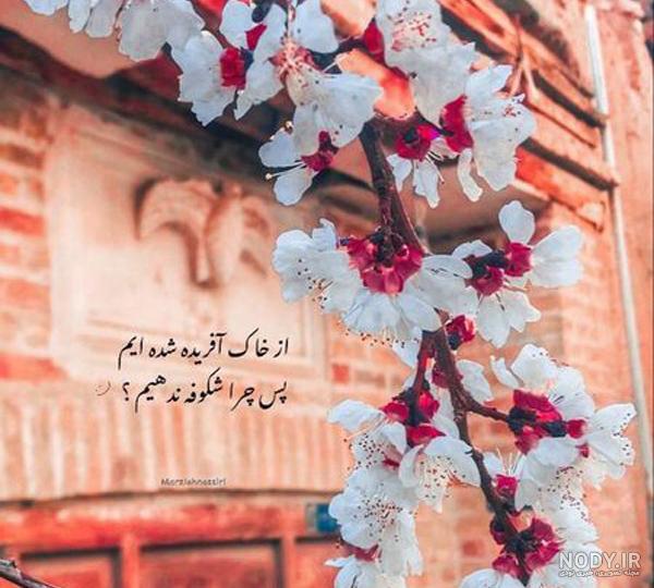 ۷۴عکس پروفایل زیبا و دوست داشتنی با سوژه های روز
