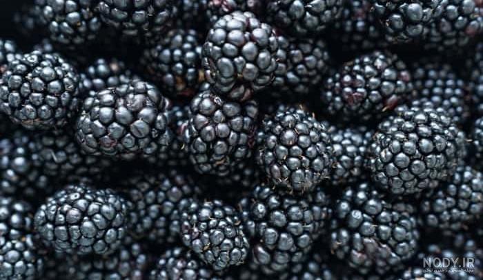 Fruit Blackberries Preserve - دانلود عکس - پارس ایمیجز - download image - Pars Images Fruit Blackberries Preserve - دانلود عکس - پارس ایمیجز - download image - Pars Images