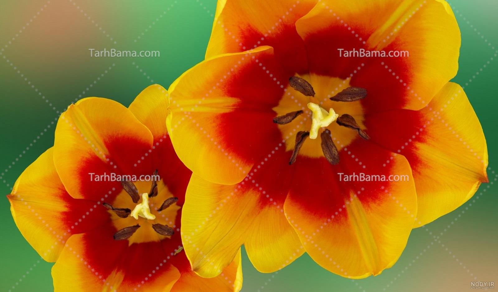 130 عکس گل🌺دانلود مجموعه عکس گل زیبا جدید با کیفیت بالا