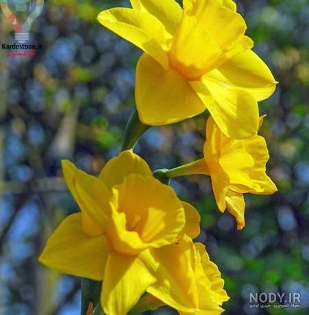130 عکس گل🌺دانلود مجموعه عکس گل زیبا جدید با کیفیت بالا