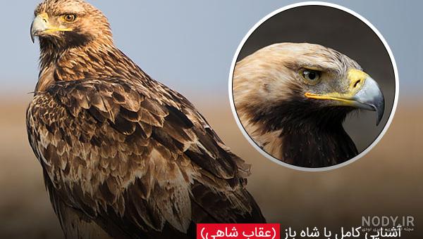 بزرگ کردن جوجه شاهین بزرگ کردن جوجه شاهین
