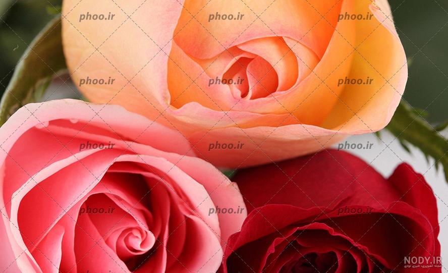 تصویر با کیفیت گل زرد و نارنجی