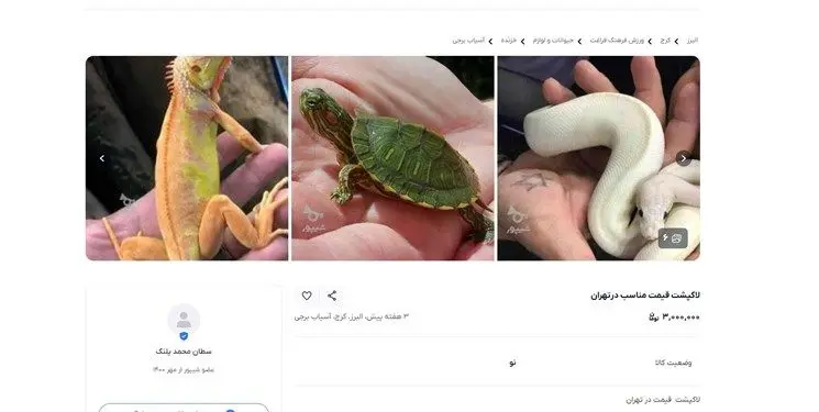 جوجه کشی لاک پشت جوجه کشی لاک پشت