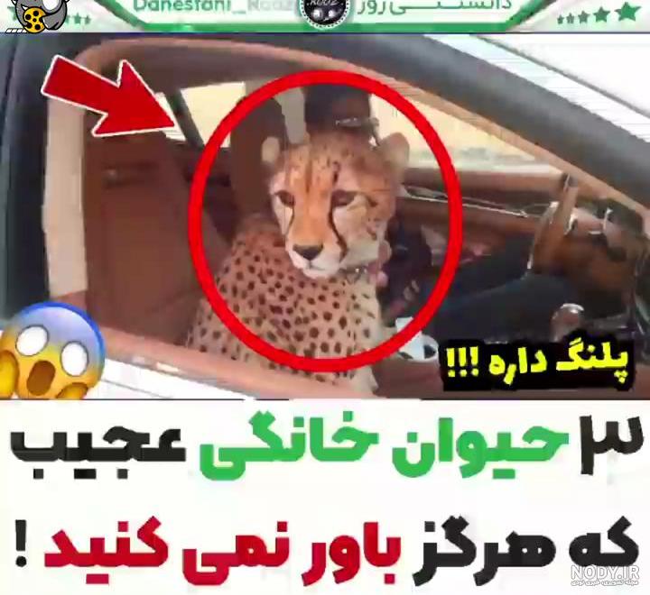 حیوان ترسناک سریال مدیری سر از خیابان نواب درآورد! (عکس) - عصر خبر