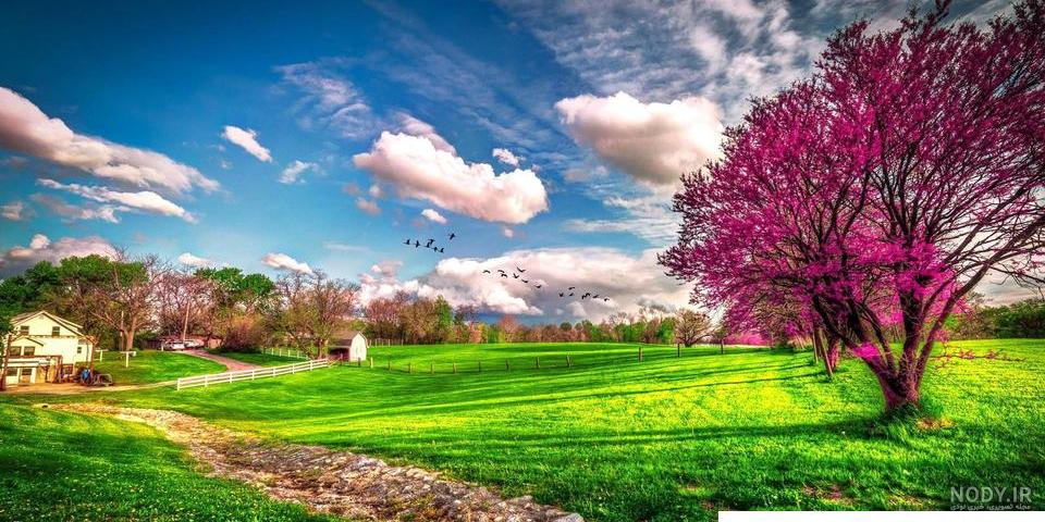 دانلود عکس پس زمینه شکوفه های بهاری - گرافیک بازار