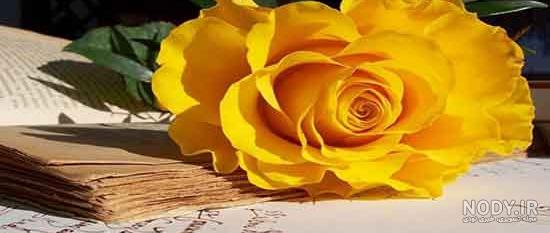 زیباترین عکس های گل های زرد رنگ برای سخت پسندان