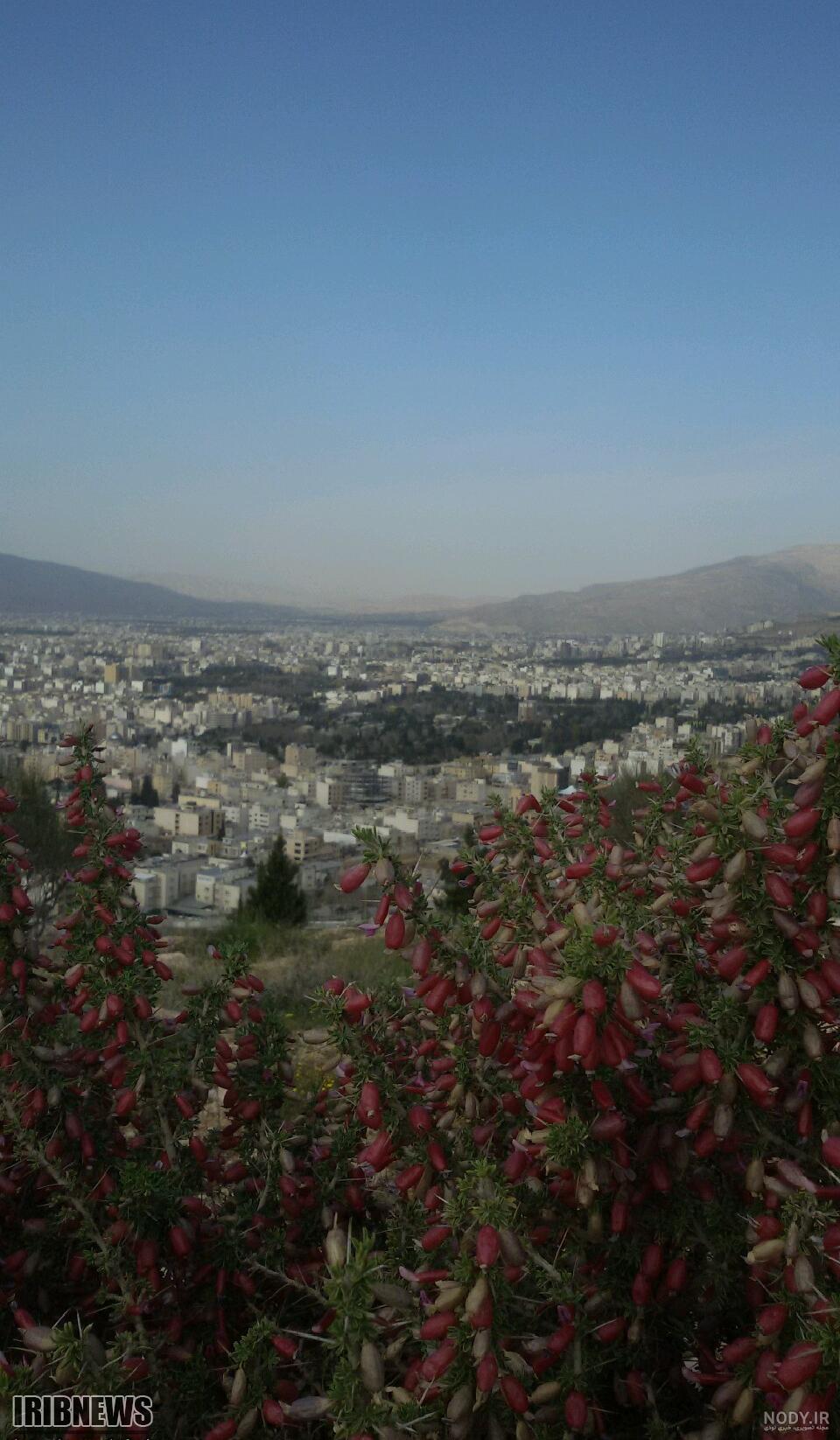 شکوفه هاي بهاري در شيراز