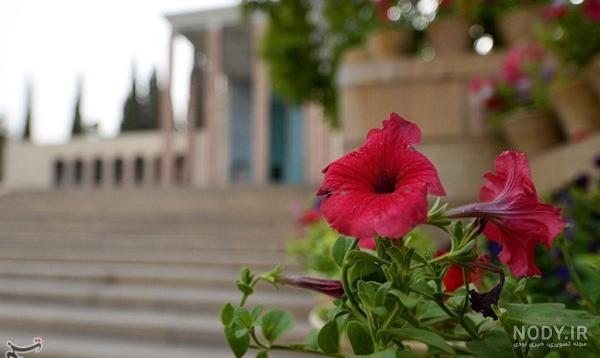 طبیعت زیبا و سرسبز بهاری شیراز
