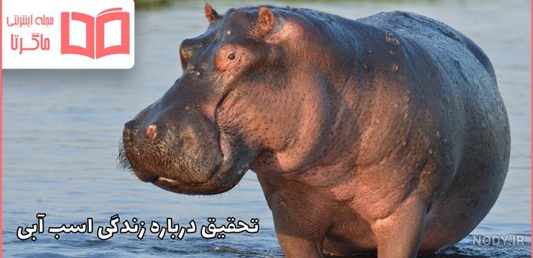 عکس اسب دریایی واقعی - عکس نودی عکس اسب دریایی واقعی - عکس نودی