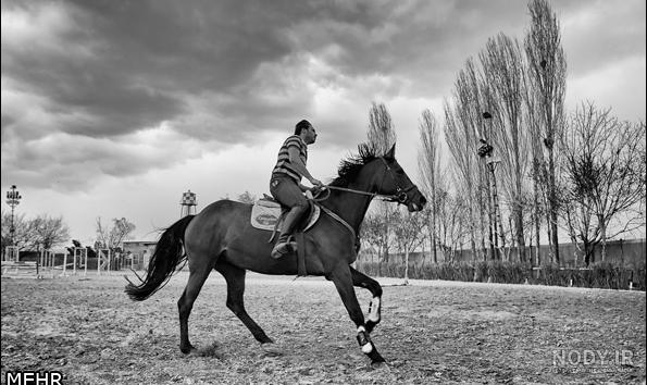 عکس اسب های مسابقه ای