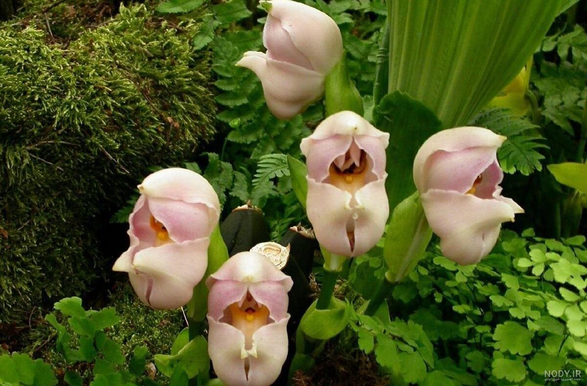 عکس باورنکردنی از گربه مار؛ نادرترین گونه از گربه سانان روی زمین عکس باورنکردنی از گربه مار؛ نادرترین گونه از گربه سانان روی زمین