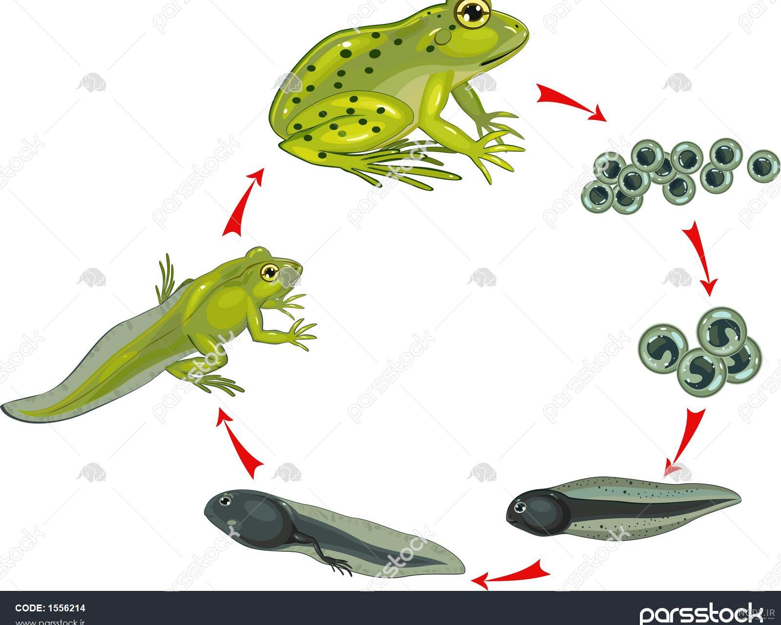 عکس بچه ی قورباغه