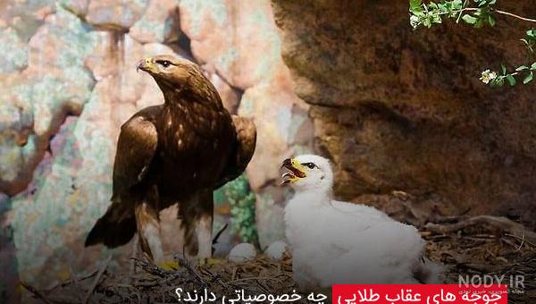 عکس غذای بچه شاهین عکس غذای بچه شاهین