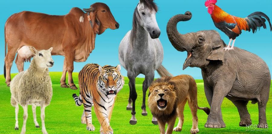 عکس نقاشی حیوانات | وولک عکس نقاشی حیوانات | وولک