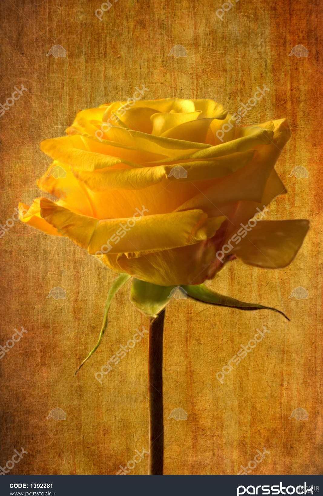 عکس گل رز زرد برای پروفایل