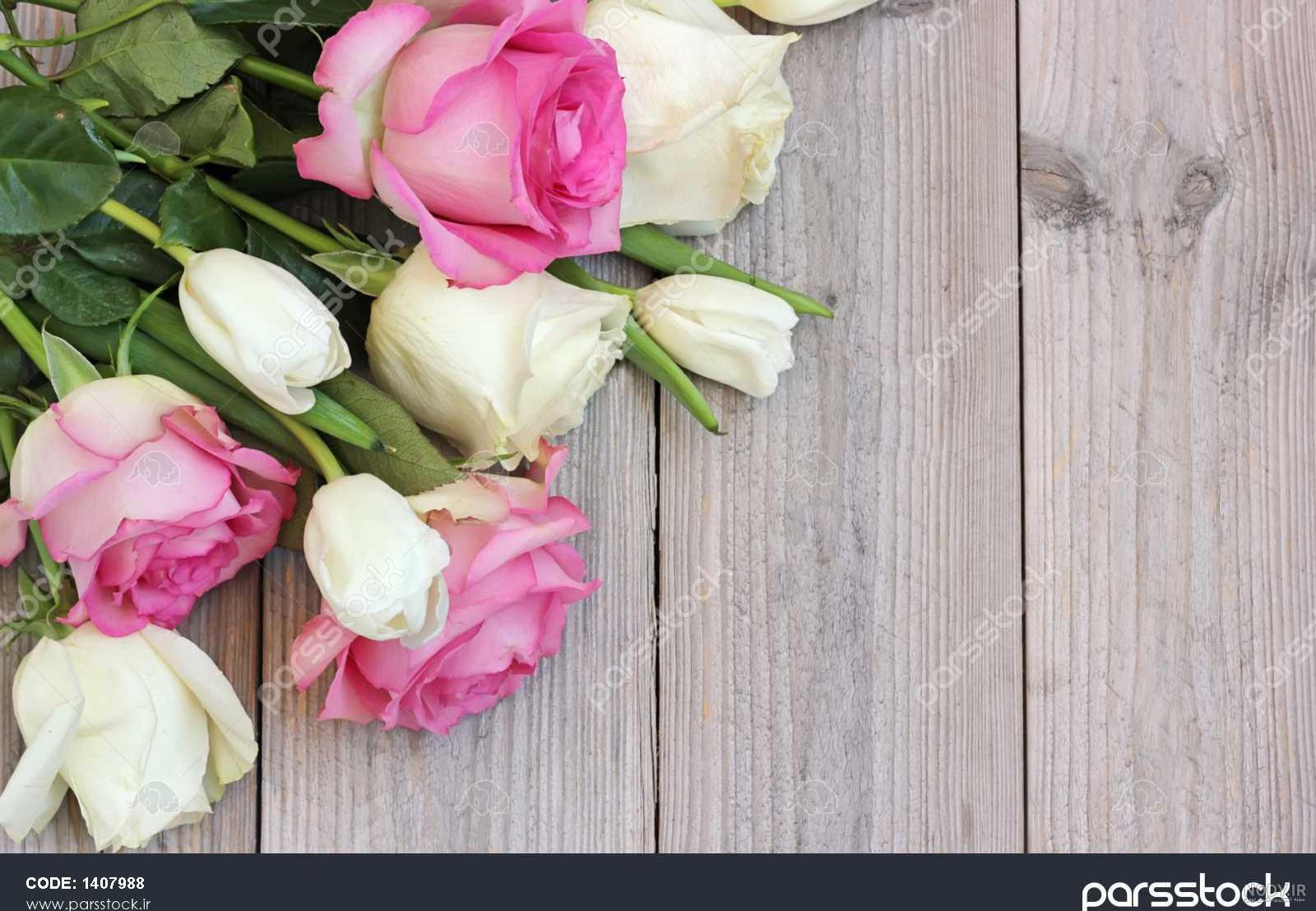 عکس گل رز صورتی و سفید عکس گل رز صورتی و سفید