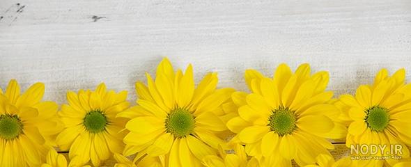 عکس گل زرد برای تصویر زمینه