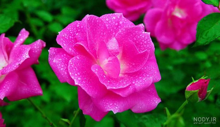 عکس گل 1403 | عکس گل بسیار زیبا برای پروفایل شاد | عکس گل برای پروفایل عکس گل 1403 | عکس گل بسیار زیبا برای پروفایل شاد | عکس گل برای پروفایل