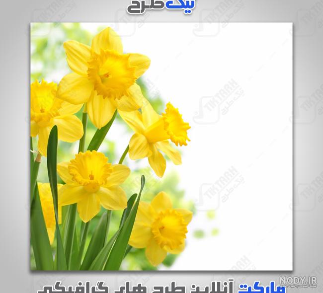 عکس گلهای بهاری با کیفیت - تــــــــوپ تـــــــــاپ