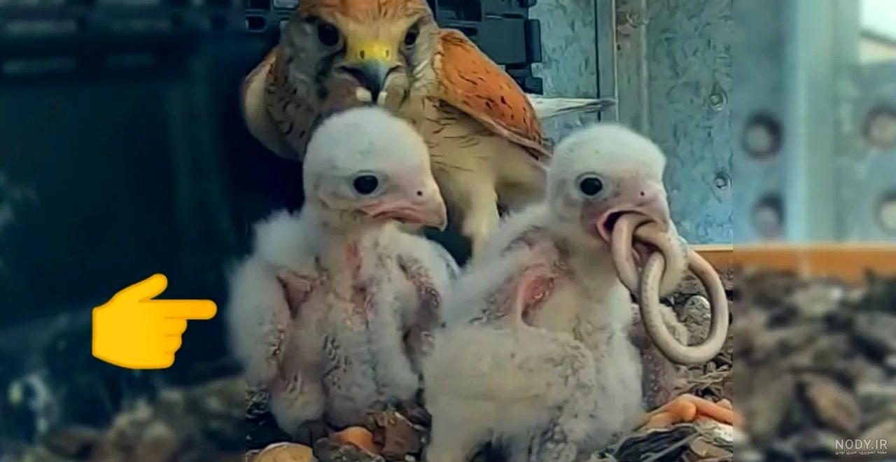 غذا دادن شاهین به جوجه هایش (1) غذا دادن شاهین به جوجه هایش (1)