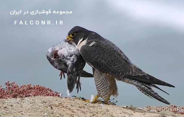 فروش میلیاردی جوجه شاهین ایرانی در قطر! فروش میلیاردی جوجه شاهین ایرانی در قطر!
