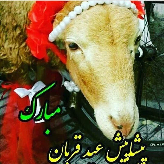 متن تبریک عید قربان ۱۴۰۲ ❤️+ عکس نوشته پروفایل عید سعید قربان مبارک - ماگرتا