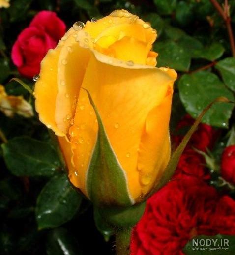 معنی رنگ گل رز : رنگ‌های مختلف گل رز چه معنایی را منتقل می‌کنند؟ + عکس |  وبلاگ گل باما