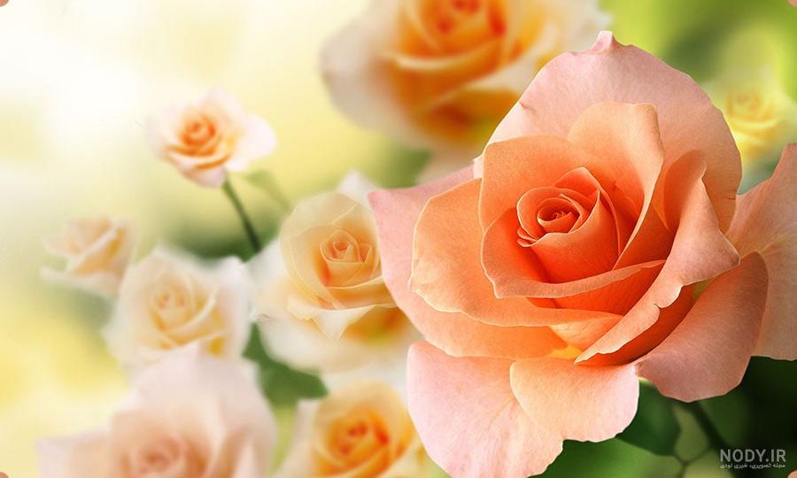 معنی و نماد انواع رنگ‌های گل رز [ سفارش و ارسال گل به سراسر ایران]