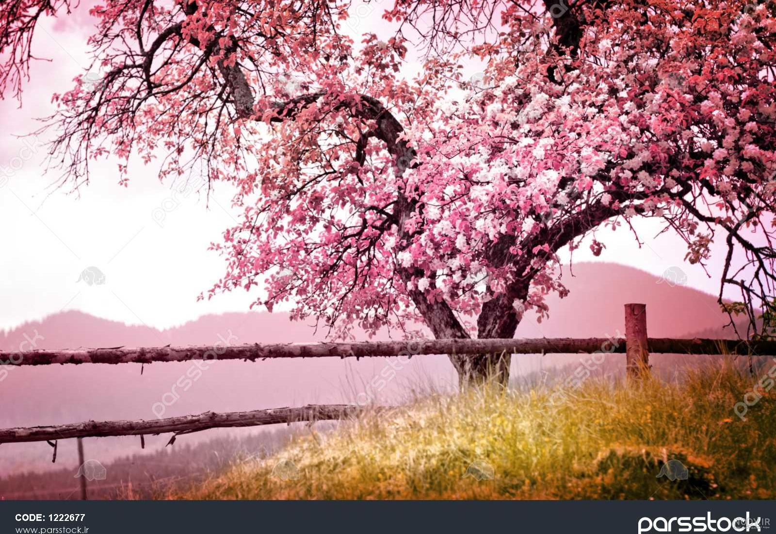 منظره پس زمینه بهاری spring wallpaper photo aks